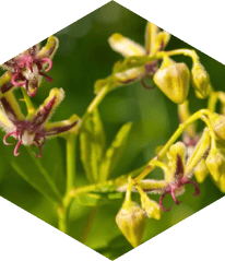 Epimedium Extract
